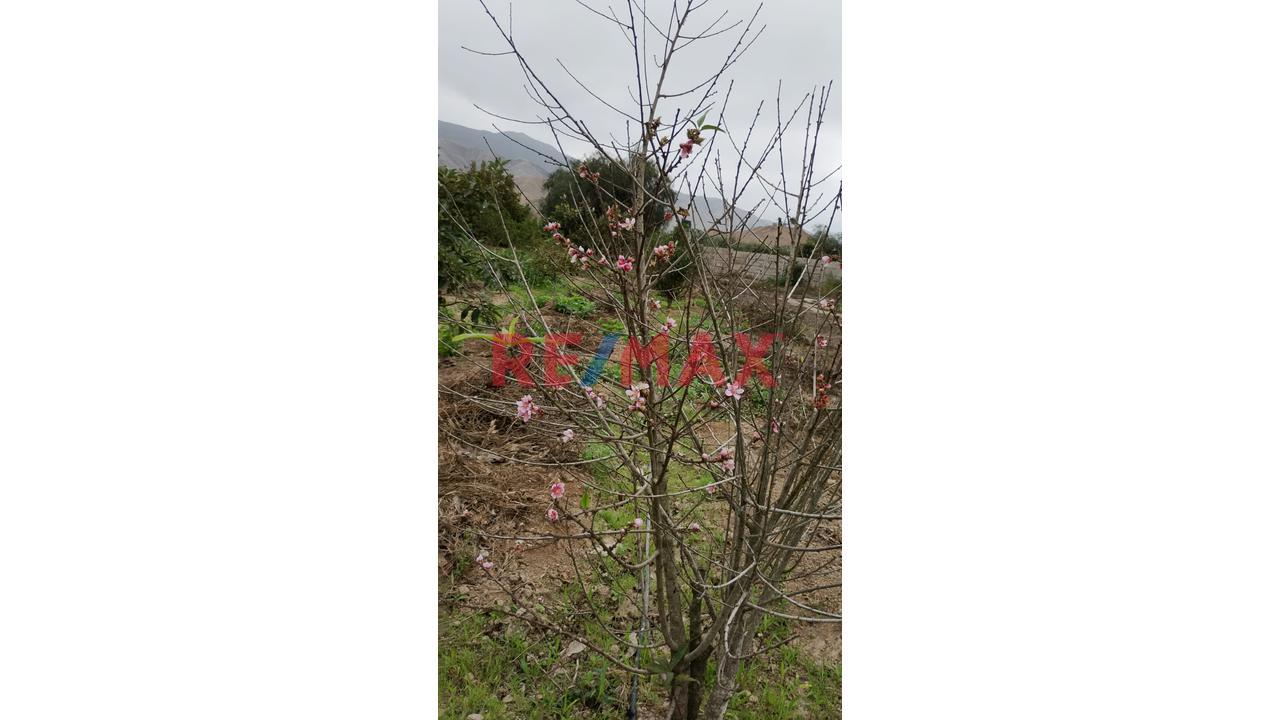 Oferta De Ocacion Lindo Terreno Con El Nejor Clima De Las Montañas De Asia