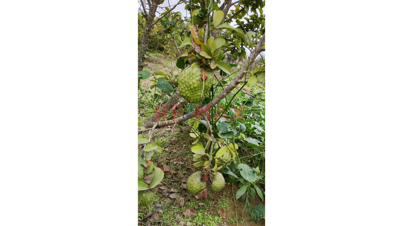 Oferta De Ocacion Lindo Terreno Con El Nejor Clima De Las Montañas De Asia — foto 2