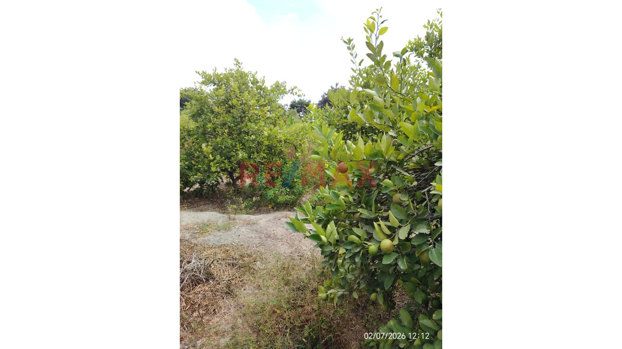 Venta De Terreno Agricola En Cieneguillo Centro - 2