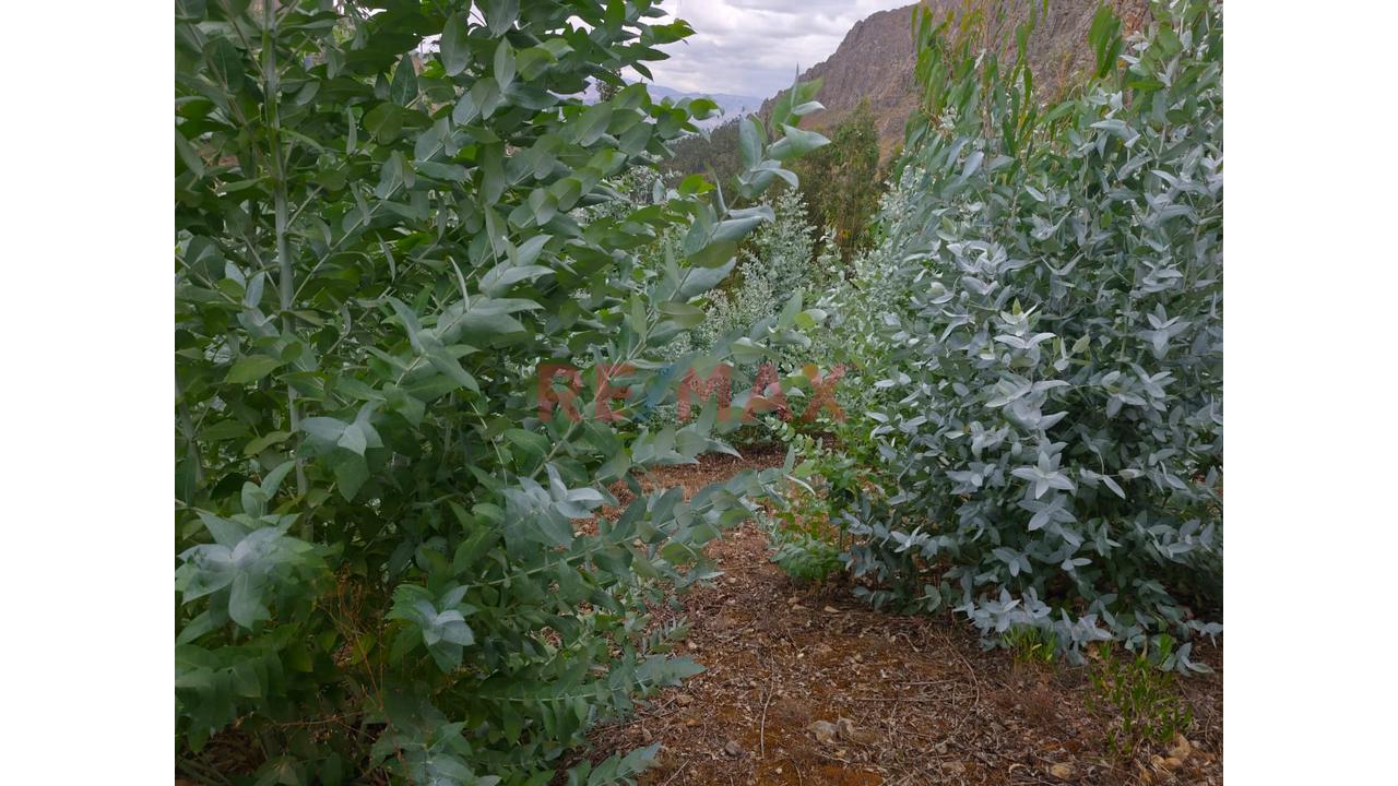Se Vende Terreno De 1882 M2 En La Carretera A Llacanora Cajamarca - 5