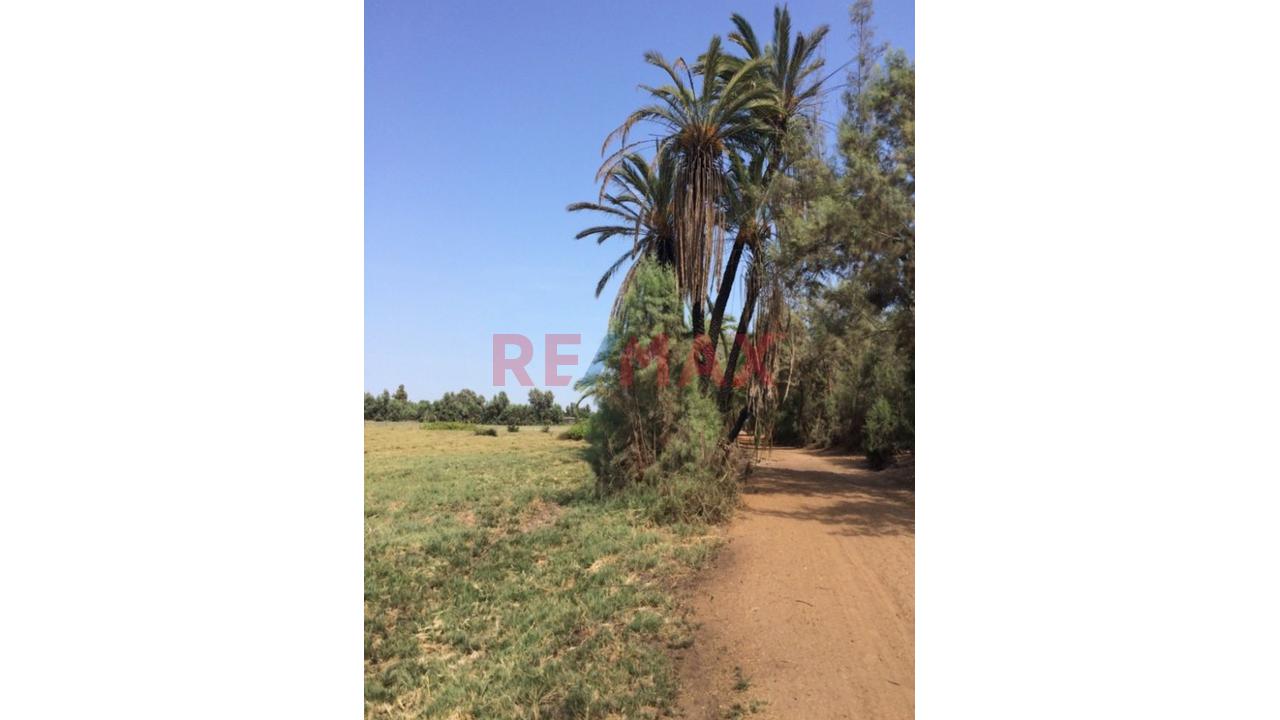Se Vende Terreno En San Andres Entre La Antigua Y Nueva Panamericana Provincia De Pisco En Ica A Solo 5 Minutos Del Aeropuerto - 3