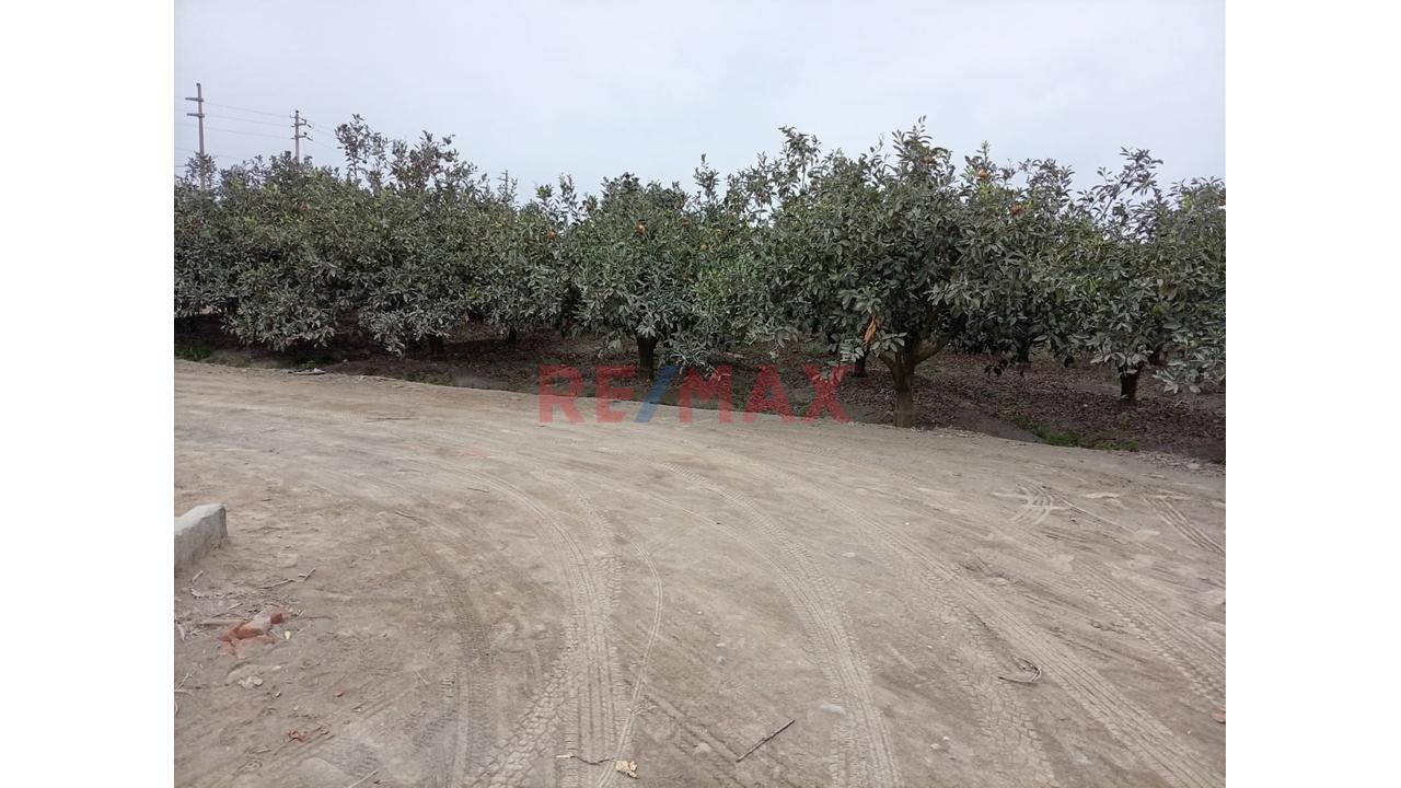 Fundo En Venta En Huaral: 31,438 M2 Ideales Para Inversión Agrícola - 10
