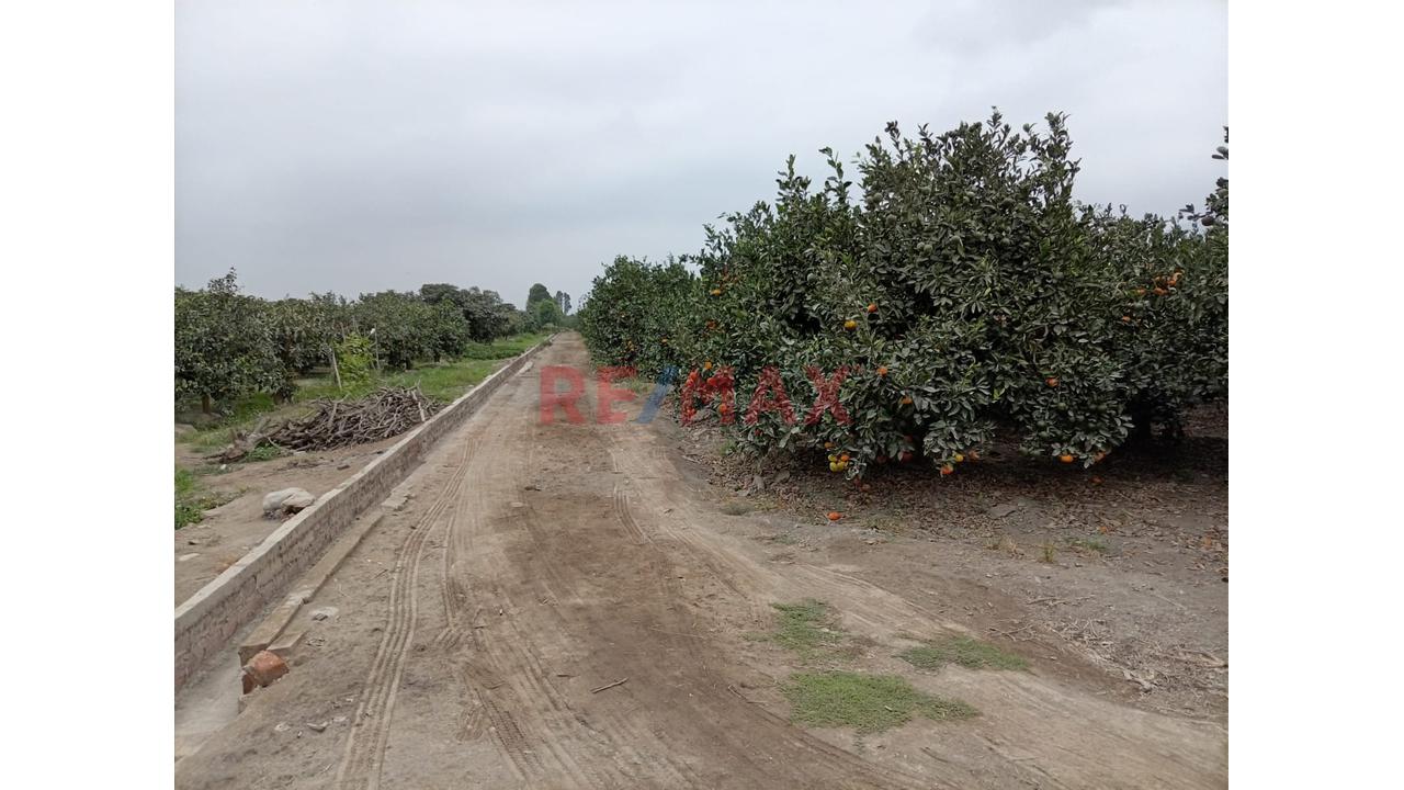 Fundo En Venta En Huaral: 31,438 M2 Ideales Para Inversión Agrícola - 15