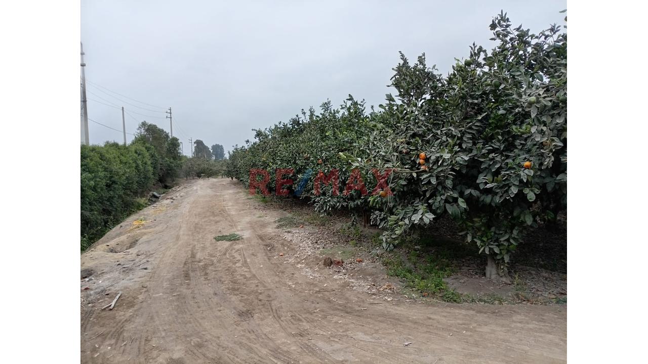 Fundo En Venta En Huaral: 31,438 M2 Ideales Para Inversión Agrícola - 7