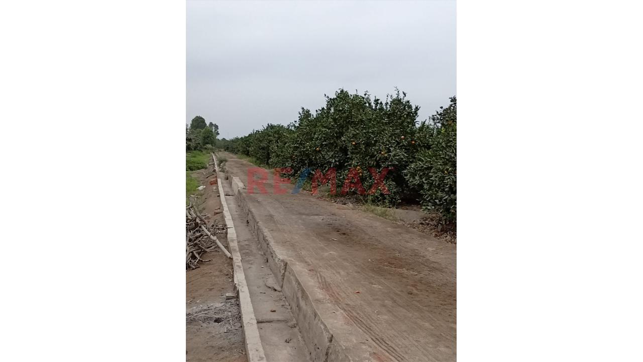 Fundo En Venta En Huaral: 31,438 M2 Ideales Para Inversión Agrícola - 5