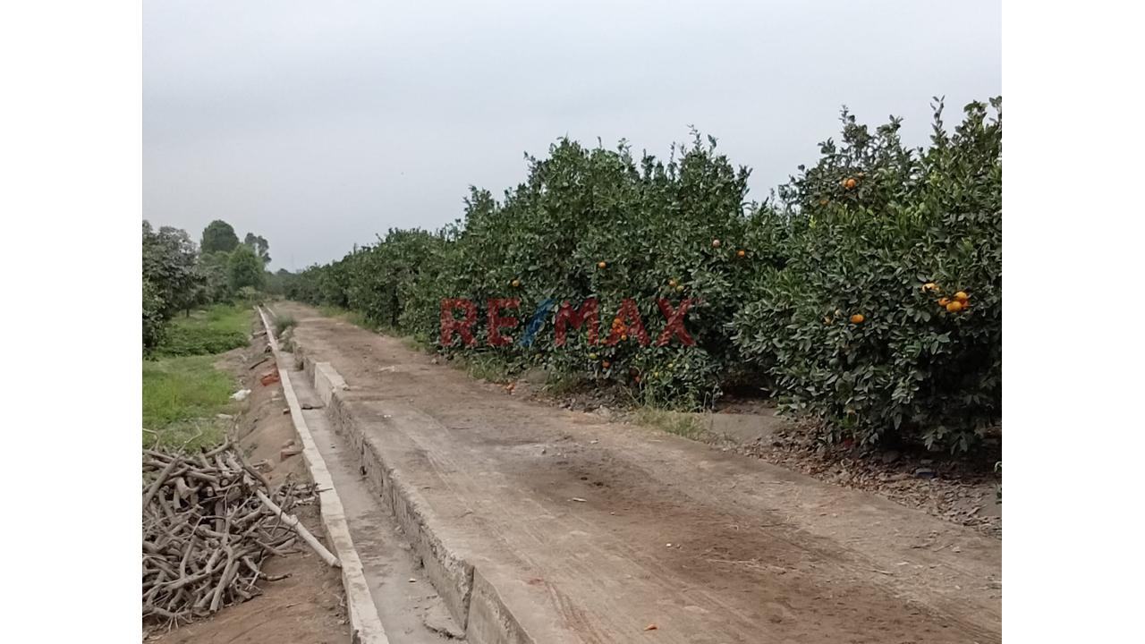 Fundo En Venta En Huaral: 31,438 M2 Ideales Para Inversión Agrícola - 14