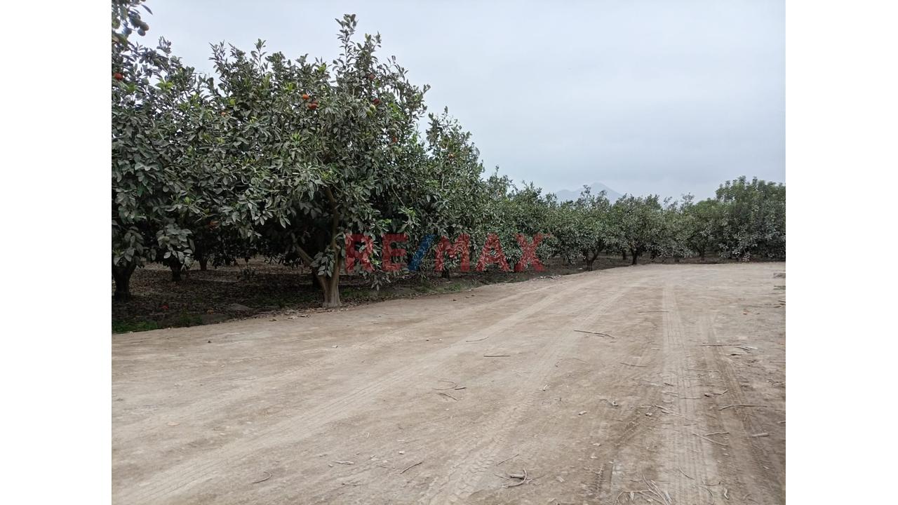 Fundo En Venta En Huaral: 31,438 M2 Ideales Para Inversión Agrícola - 12