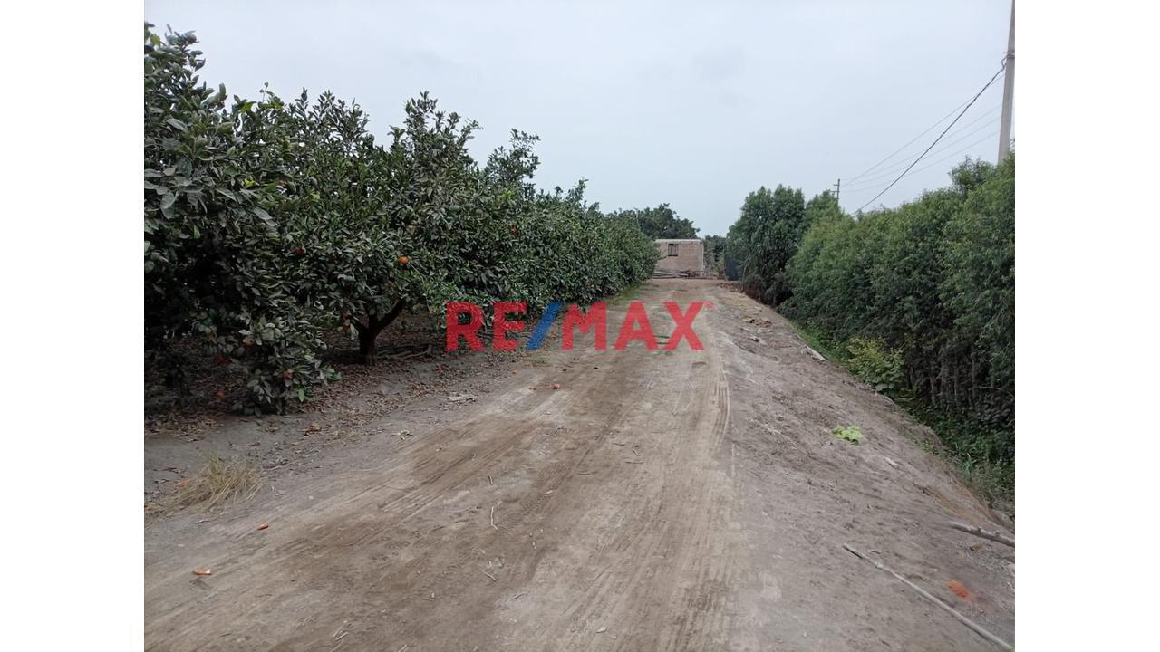 Fundo En Venta En Huaral: 31,438 M2 Ideales Para Inversión Agrícola - 1