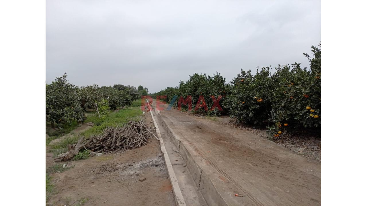 Fundo En Venta En Huaral: 31,438 M2 Ideales Para Inversión Agrícola - 11
