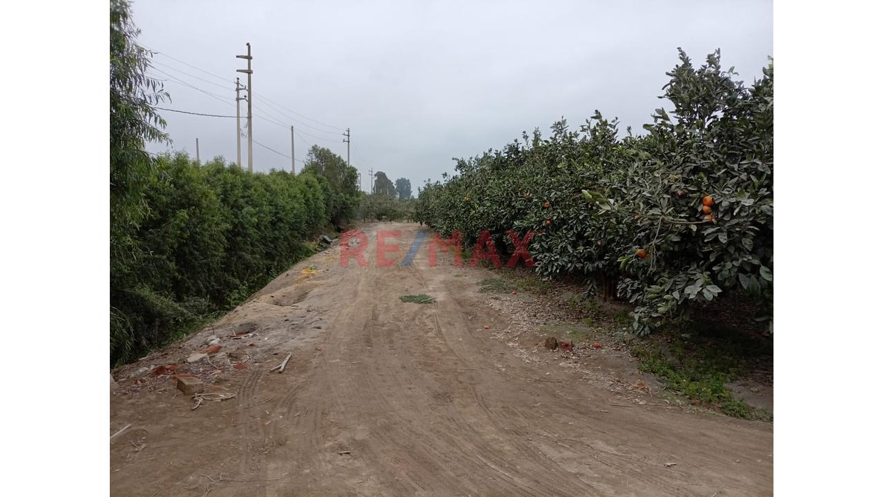Fundo En Venta En Huaral: 31,438 M2 Ideales Para Inversión Agrícola - 4