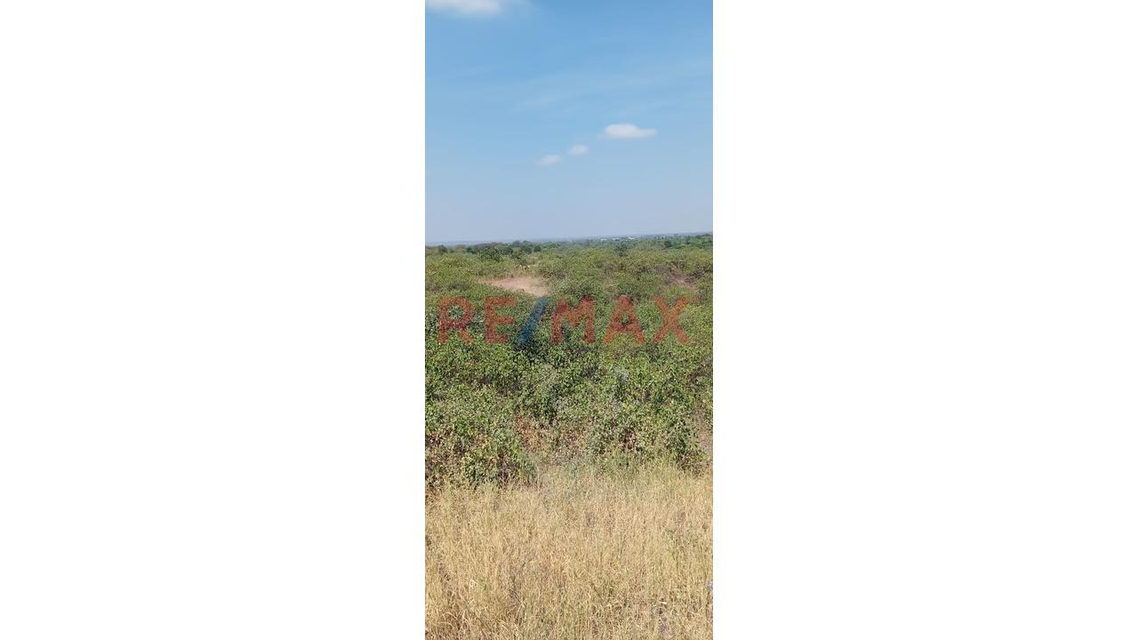 Se Alquila Terreno Agrícola De 13 Hectáreas Ubicado En El Valle De Los Incas Ex Cat Tupac Inca Yupanqui En Tambogrande Con Acceso A Agua Ubicada Al Costado De Canal Y Pista Afirmada.El Alquiler Mínimo - 6