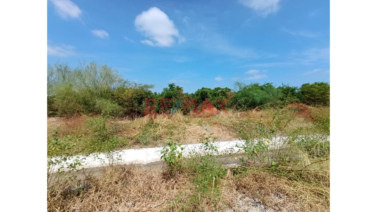 Se Alquila Terreno Agrícola De 13 Hectáreas Ubicado En El Valle De Los Incas Ex Cat Tupac Inca Yupanqui En Tambogrande Con Acceso A Agua Ubicada Al Costado De Canal Y Pista Afirmada.El Alquiler Mínimo - 11
