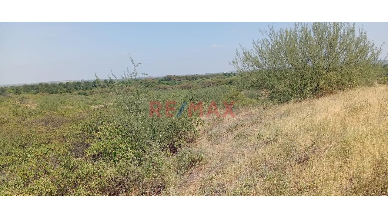 Se Alquila Terreno Agrícola De 13 Hectáreas Ubicado En El Valle De Los Incas Ex Cat Tupac Inca Yupanqui En Tambogrande Con Acceso A Agua Ubicada Al Costado De Canal Y Pista Afirmada.El Alquiler Mínimo - 7