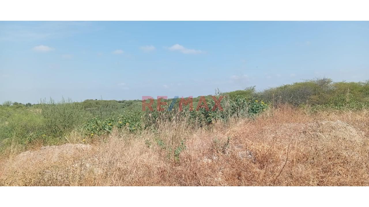 Se Alquila Terreno Agrícola De 13 Hectáreas Ubicado En El Valle De Los Incas Ex Cat Tupac Inca Yupanqui En Tambogrande Con Acceso A Agua Ubicada Al Costado De Canal Y Pista Afirmada.El Alquiler Mínimo - 8