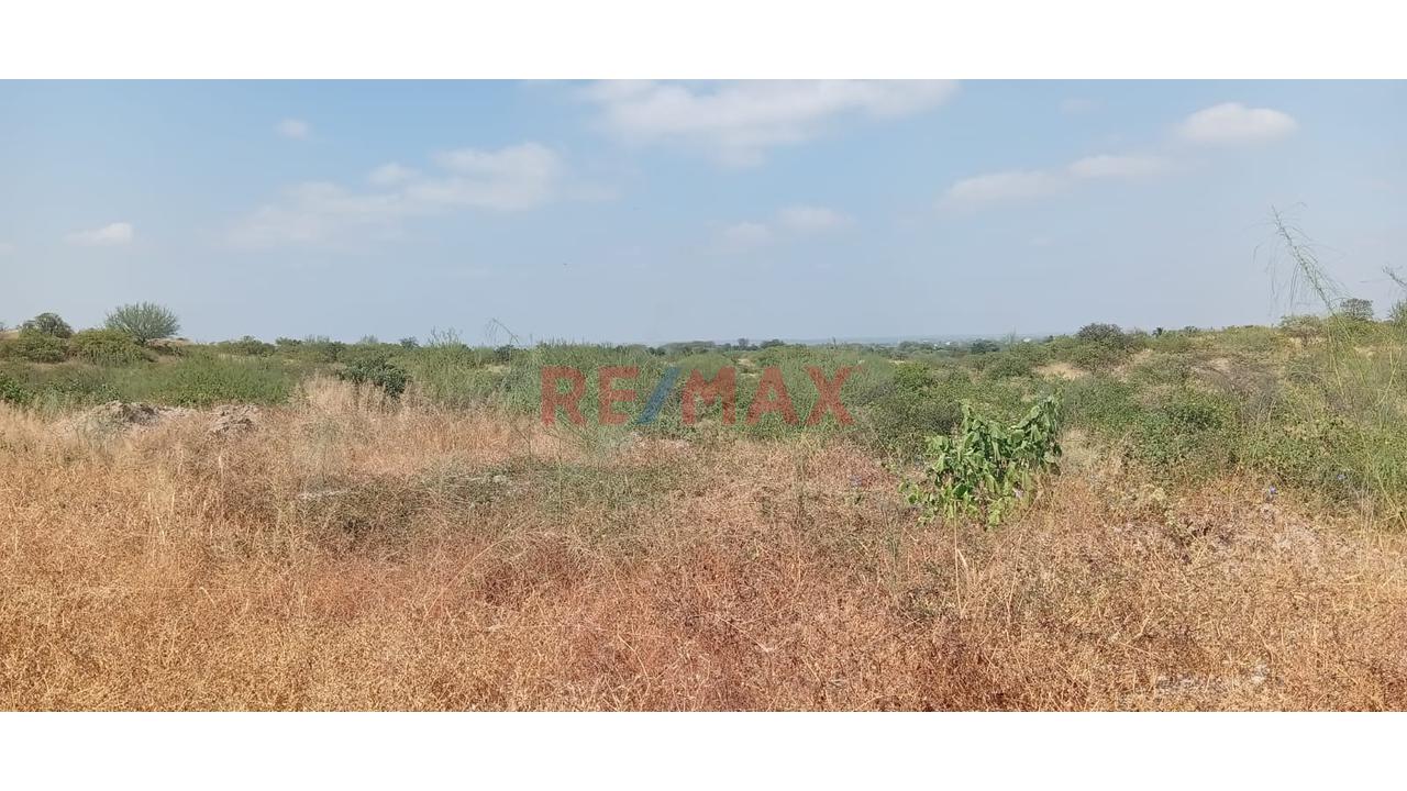 Se Alquila Terreno Agrícola De 13 Hectáreas Ubicado En El Valle De Los Incas Ex Cat Tupac Inca Yupanqui En Tambogrande Con Acceso A Agua Ubicada Al Costado De Canal Y Pista Afirmada.El Alquiler Mínimo - 9