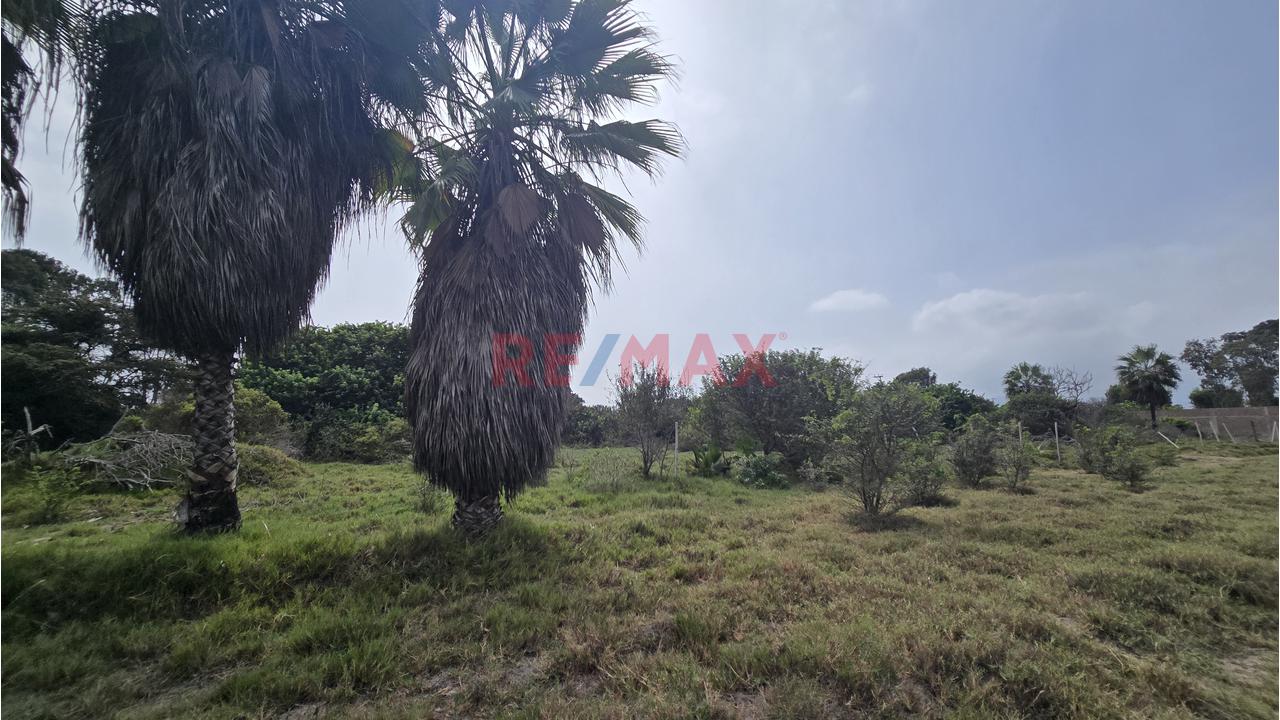 Complejo Campestre 11,801M² Bujama, Mala – Cañete - 20