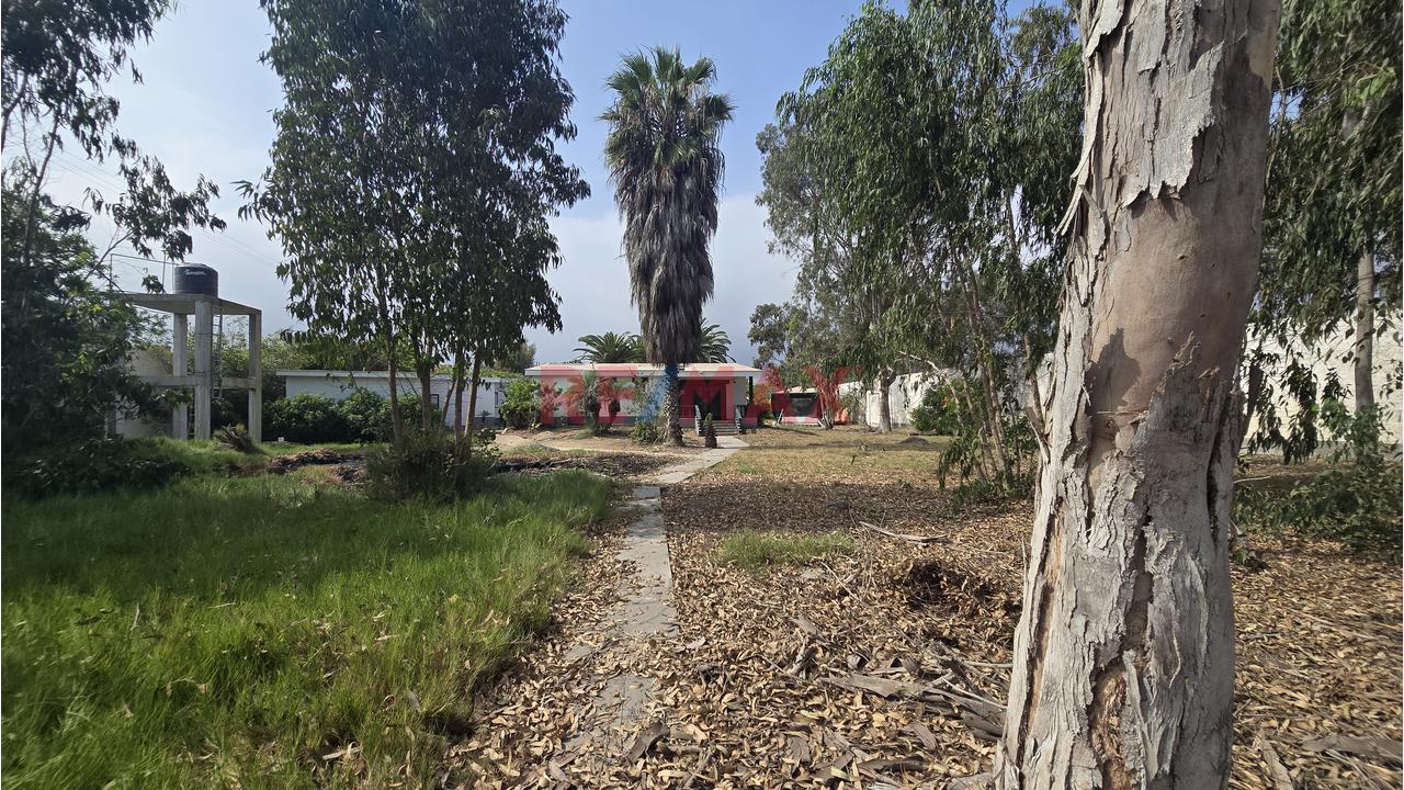 Complejo Campestre 11,801M² Bujama, Mala – Cañete - 13