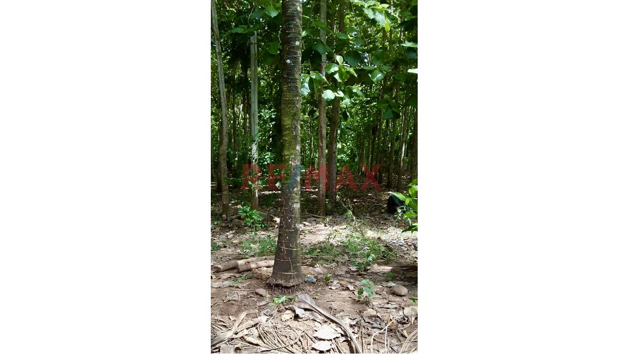 Terreno Estratégico De 32.54 Ha En Venta – Juan Guerra, San Martín - 6