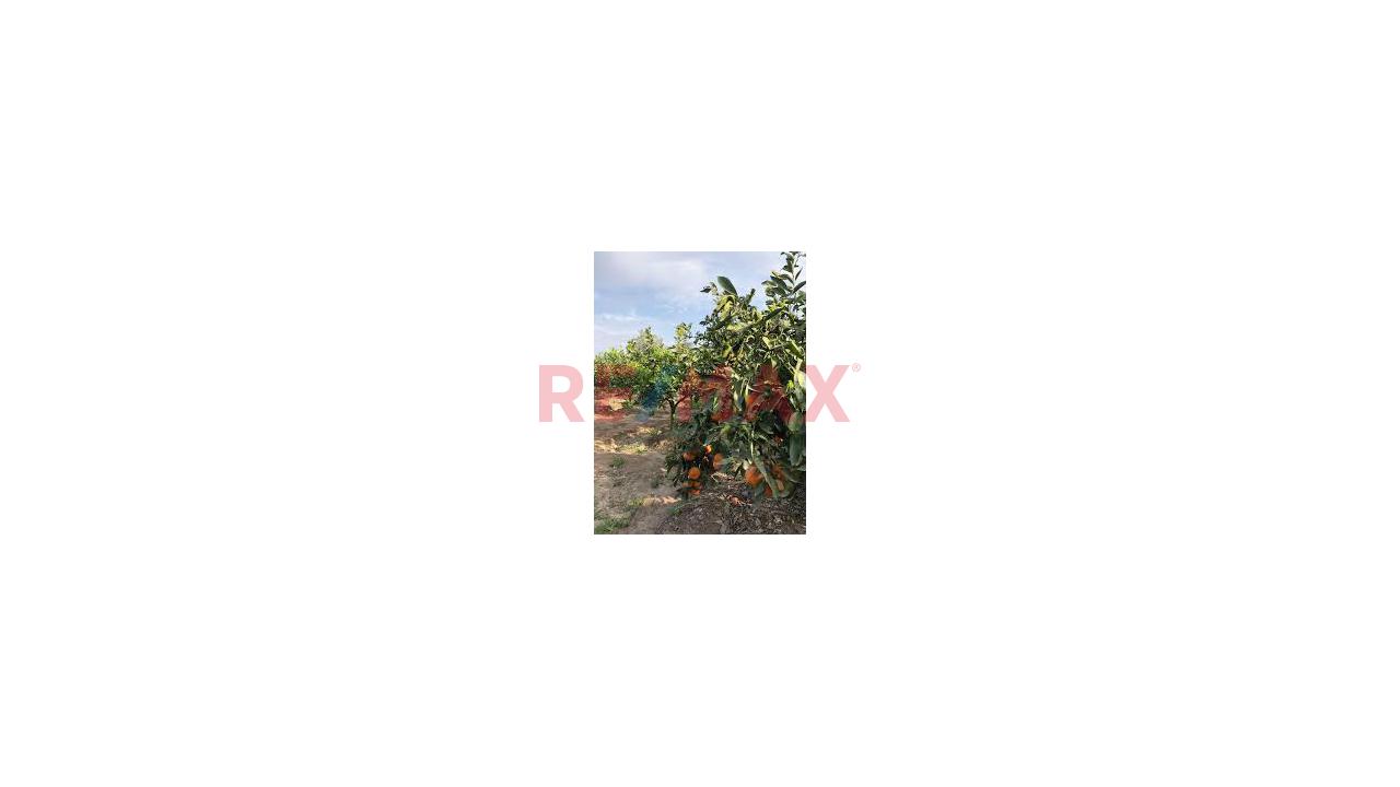 ¡Oportunidad! Terreno De 6,795 M² En Huaral (Granados - Esperanza Baja) | Ideal Casa De Campo O Inversión - 8