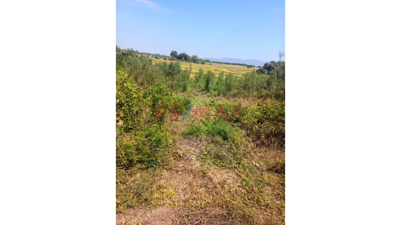 🌱 Terreno Agrícola En Venta – 50% De Acciones Y Derechos | Tambogrande – Piura - 3