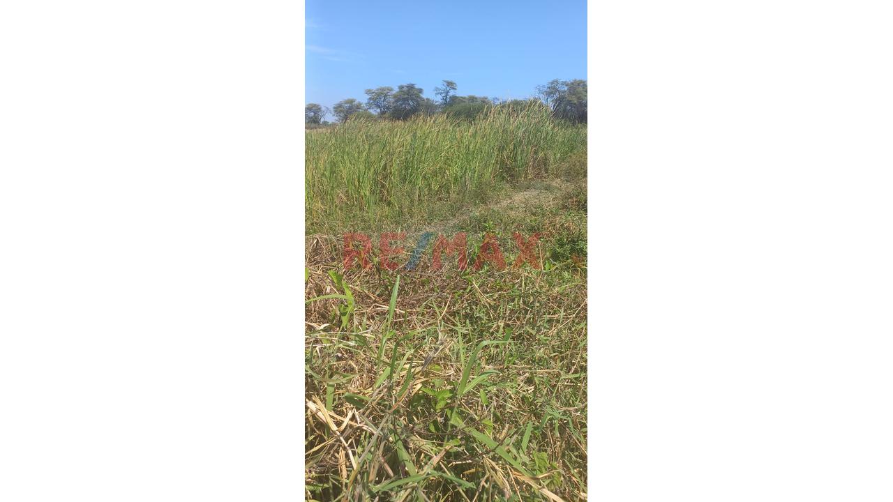🌱 Terreno Agrícola En Venta – 50% De Acciones Y Derechos | Tambogrande – Piura - 6