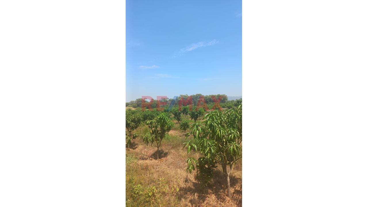 🌱 Terreno Agrícola En Venta – 50% De Acciones Y Derechos | Tambogrande – Piura - 2