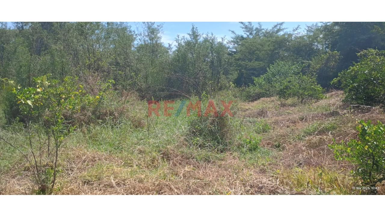 🌱 Terreno Agrícola En Venta – 50% De Acciones Y Derechos | Tambogrande – Piura - 5