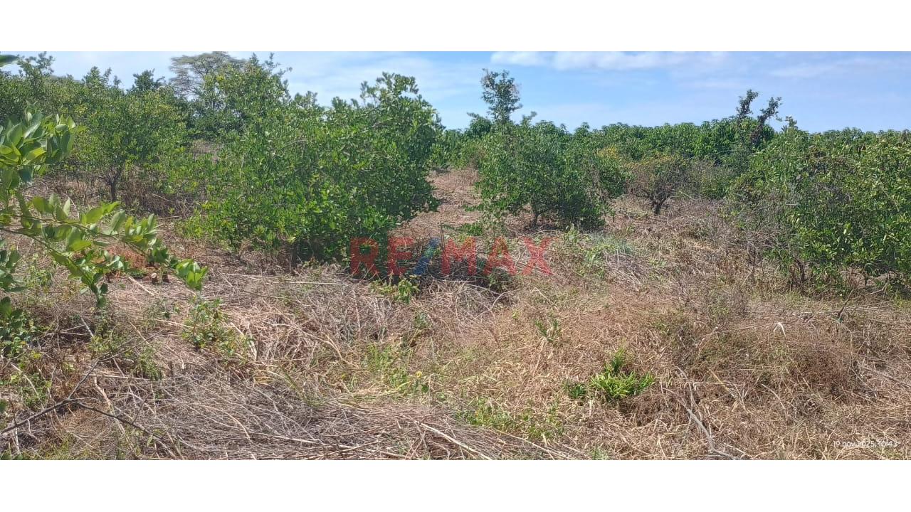 🌱 Terreno Agrícola En Venta – 50% De Acciones Y Derechos | Tambogrande – Piura - 7