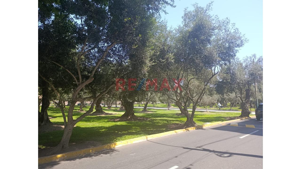Azotea Para Invernadero De Plantas O Para Artista Plástico En El Hermoso Olivar De San Isidro - 2
