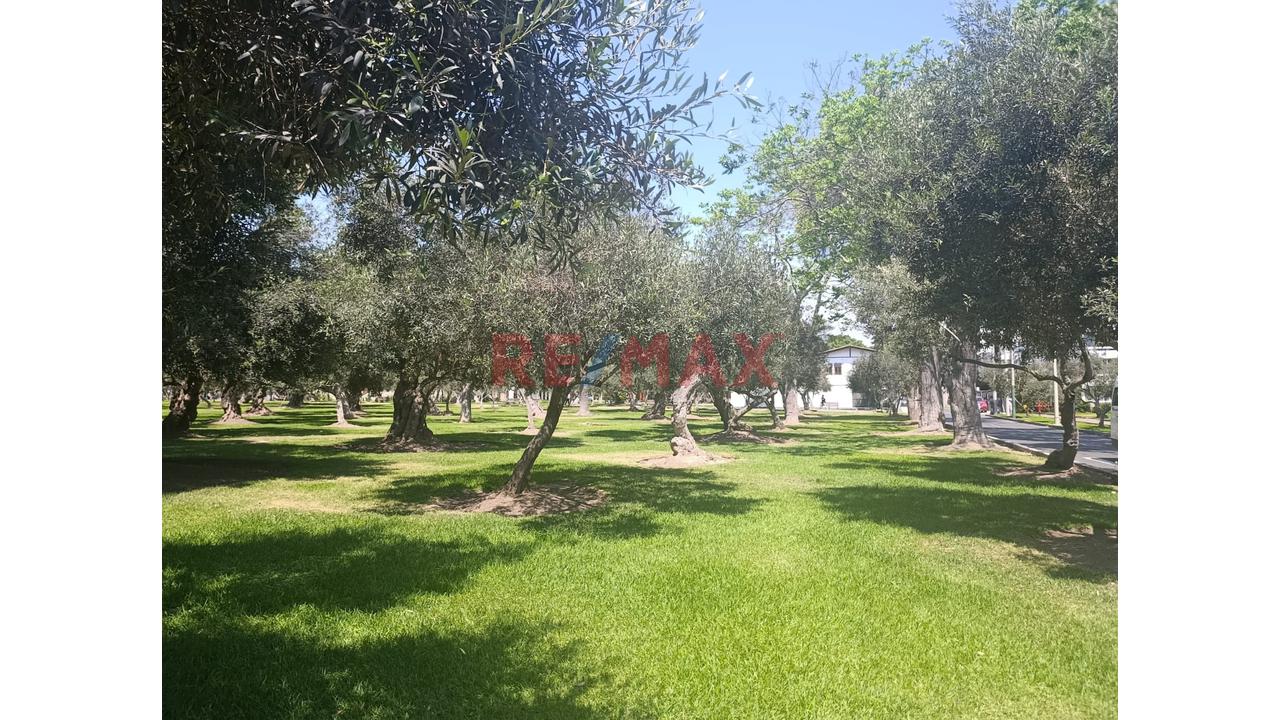 Azotea Para Invernadero De Plantas O Para Artista Plástico En El Hermoso Olivar De San Isidro - 9