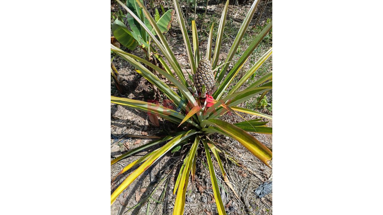 “¡Oportunidad De Inversión! 9.75 Ha Con Quebrada Natural En Iquitos–Nauta” - 11