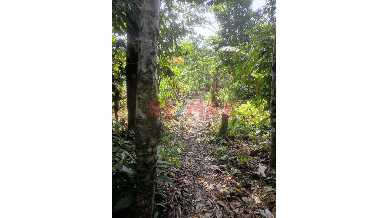 “¡Oportunidad De Inversión! 9.75 Ha Con Quebrada Natural En Iquitos–Nauta” - 3
