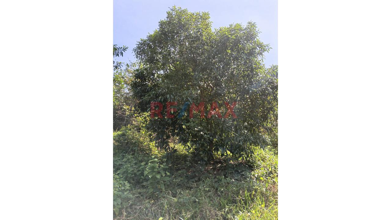 “¡Oportunidad De Inversión! 9.75 Ha Con Quebrada Natural En Iquitos–Nauta” - 14