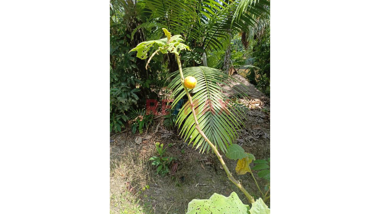 “¡Oportunidad De Inversión! 9.75 Ha Con Quebrada Natural En Iquitos–Nauta” - 16