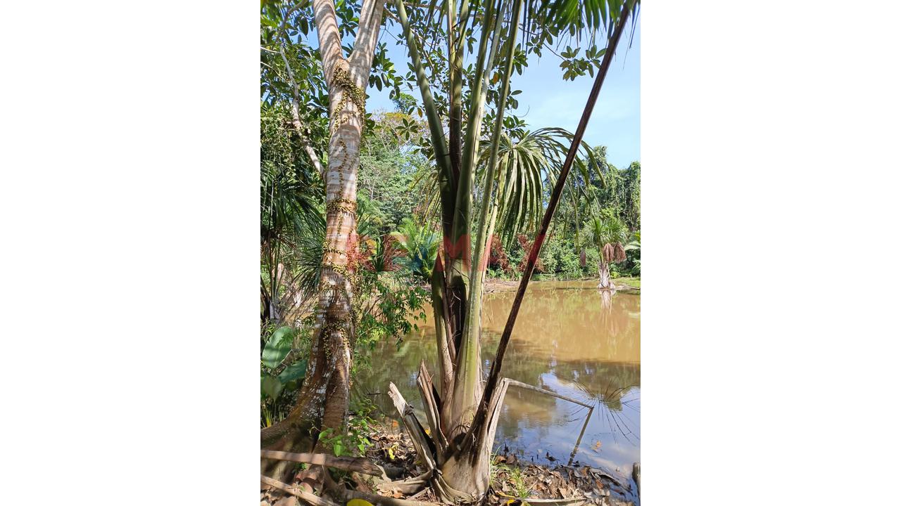 “¡Oportunidad De Inversión! 9.75 Ha Con Quebrada Natural En Iquitos–Nauta” - 12