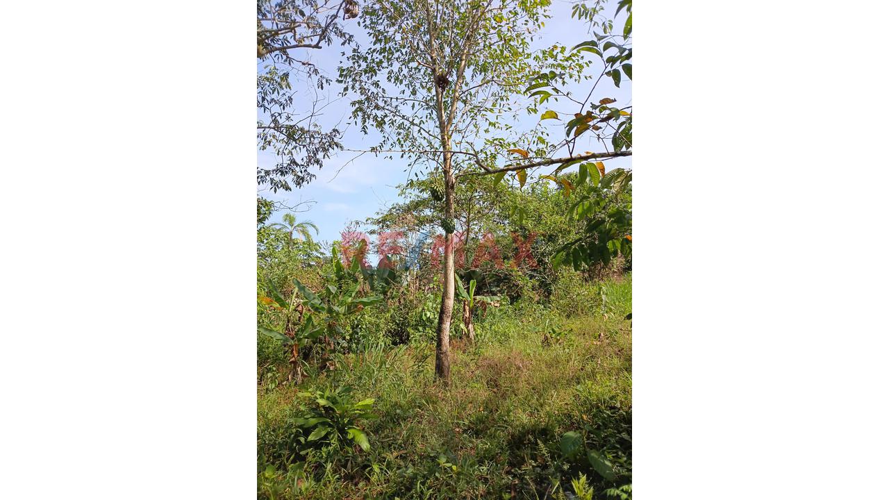 “¡Oportunidad De Inversión! 9.75 Ha Con Quebrada Natural En Iquitos–Nauta” - 9