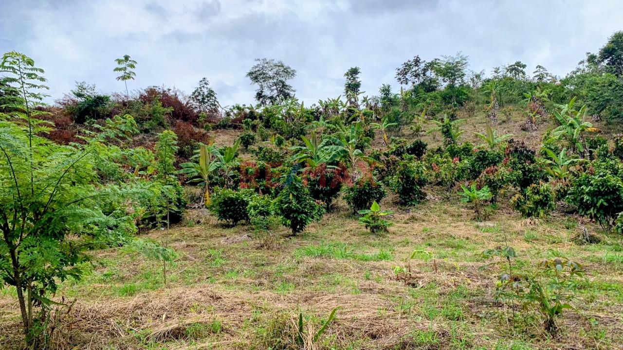 Vendo Terreno Extenso En Pichanaqui - 6