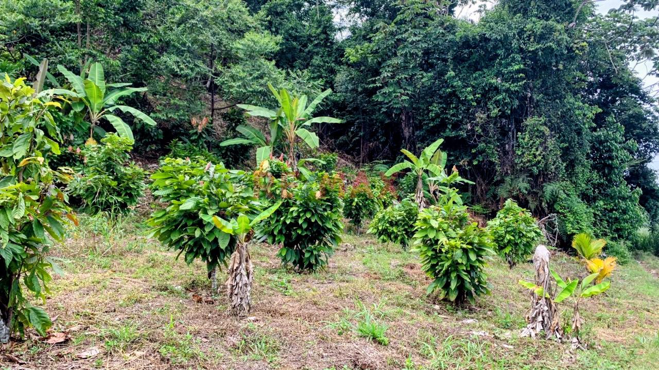 Vendo Terreno Extenso En Pichanaqui - 7