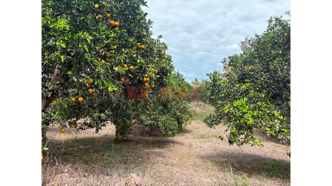 Vendo Terreno Extenso En Pichanaqui - 8