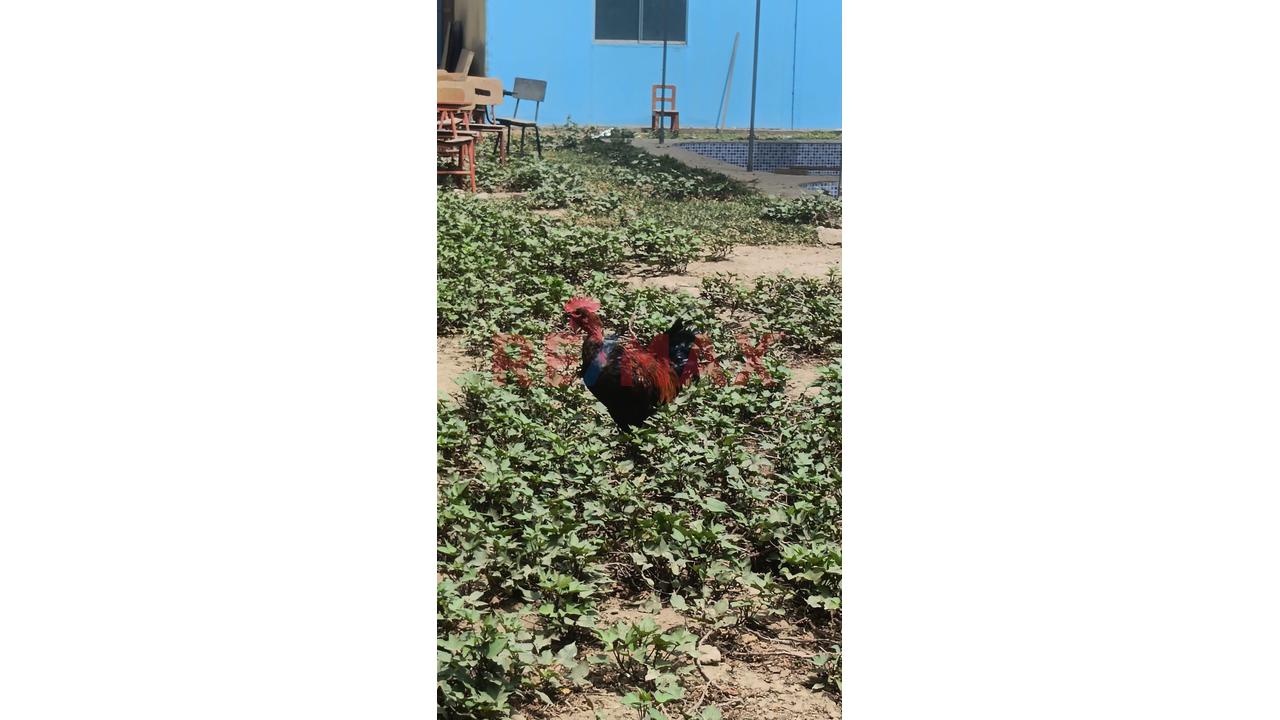 Alquilo Terreno Industrial En Chacracerro Comas Cerca A La Panamericana Norte - 10