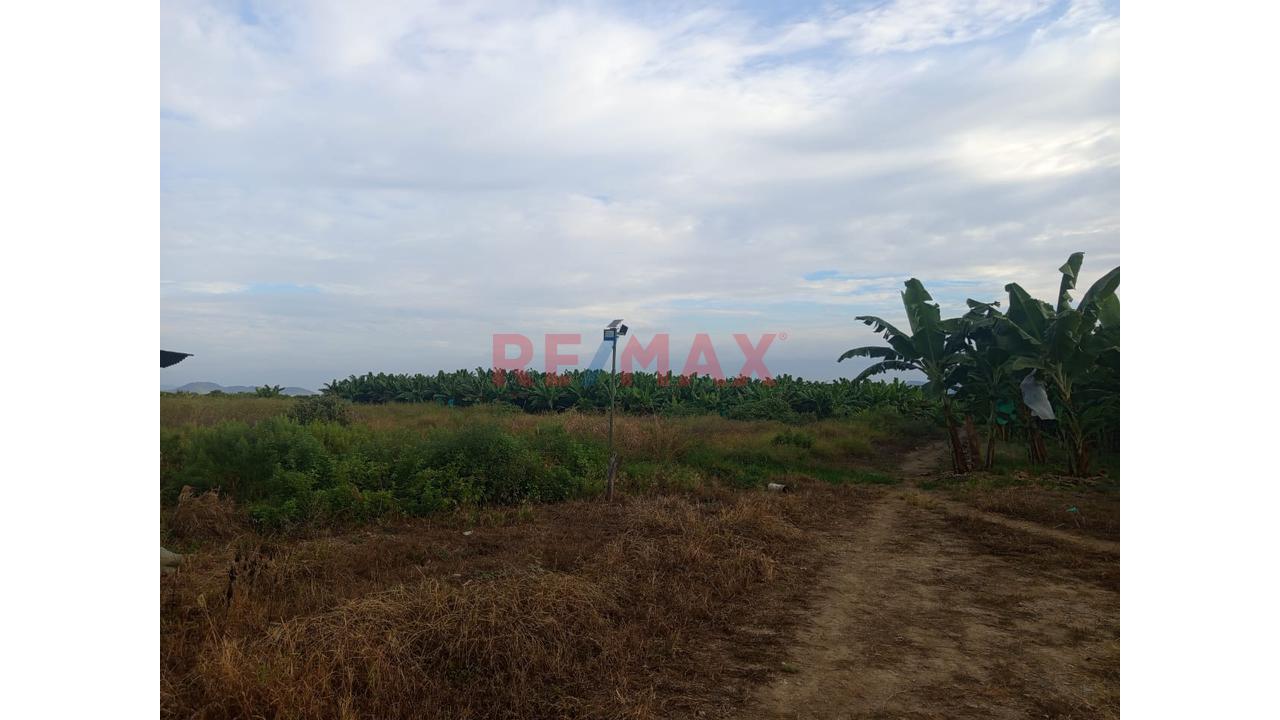 🌱🌄Parcela Agrícola En Chulucanas – Lista Para Producir A Excelente Precio: S/. 40,000 Por Ha 🚜💧 - 5