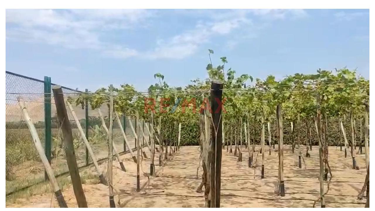 Exclusivo Terreno De 1,026 M² En Condominio Casablanca, Cerro Azul: Vida De Campo Y Playa A Un Paso — foto 15
