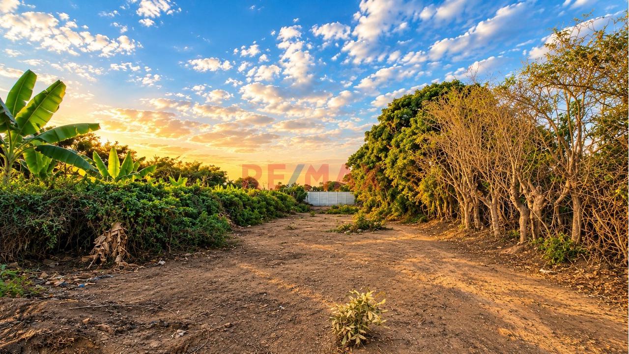 Amplio Terreno En Venta De 1,100 M² Cercado Y Con Portón En Grocio Prado - Chincha — foto 4