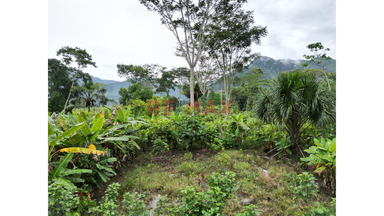 Se Vende Terreno Para Inversion Zona Turistica Tingomaria Huanuco - 5