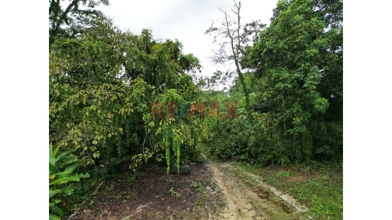 Se Vende Terreno Para Inversion Zona Turistica Tingomaria Huanuco - 1