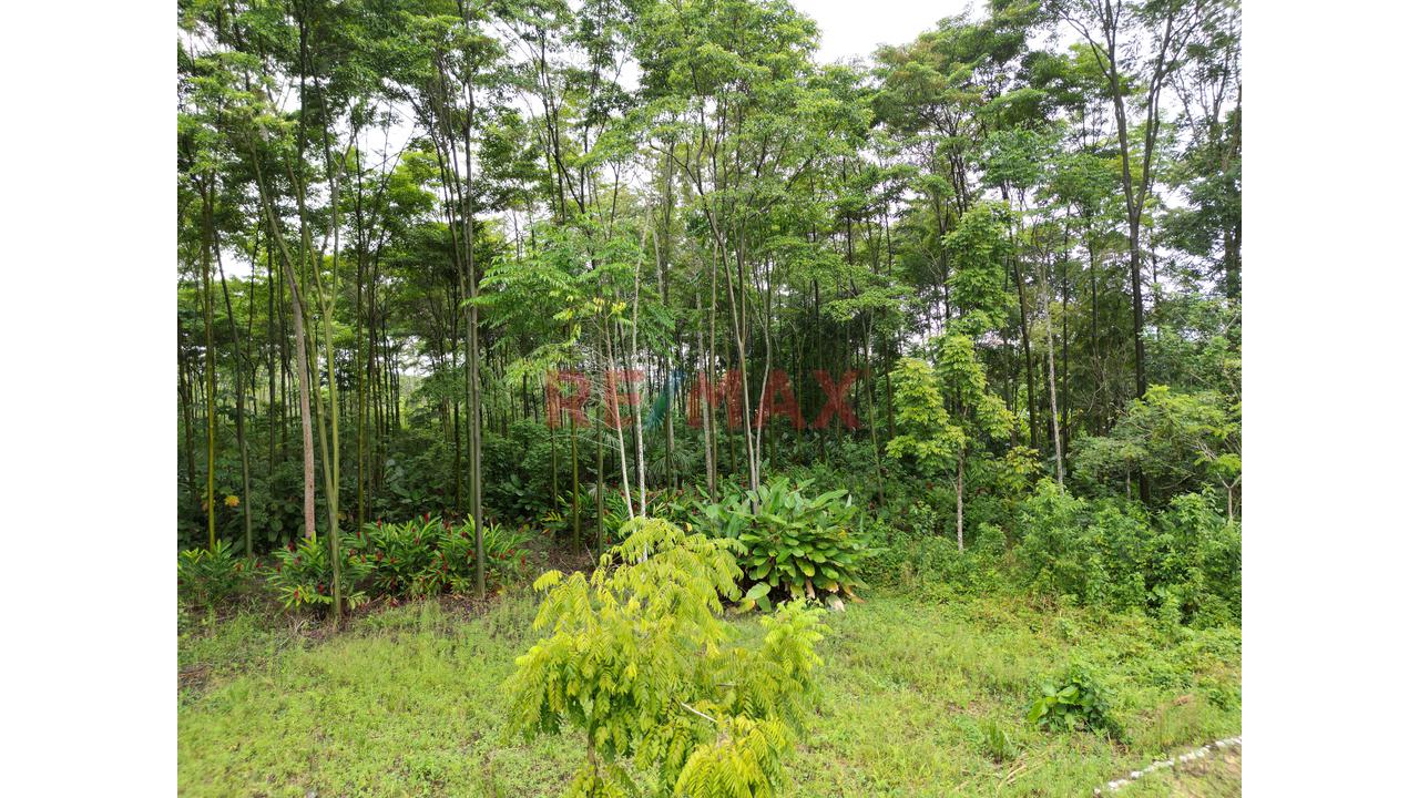 Se Vende Terreno Para Inversion Zona Turistica Tingomaria Huanuco - 2