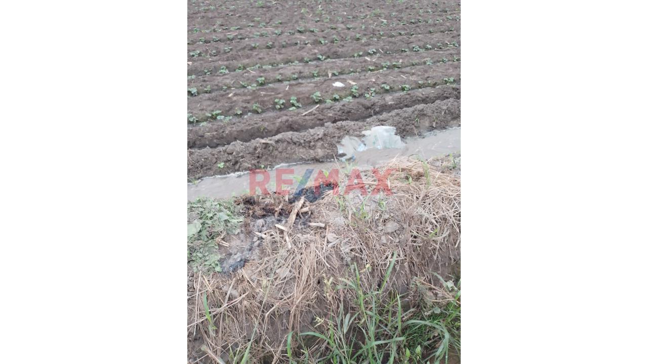 Terreno Agrícola De 5.4 Ha En Barranca | Agua Todo El Año | Ideal Para Expansión Agroindustrial - 4