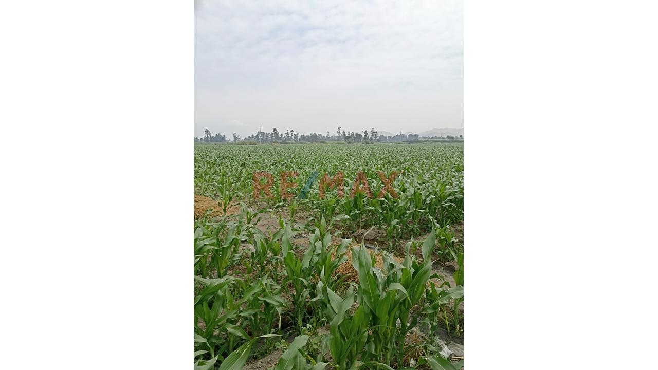 Terreno Agrícola De 5.4 Ha En Barranca | Agua Todo El Año | Ideal Para Expansión Agroindustrial - 1