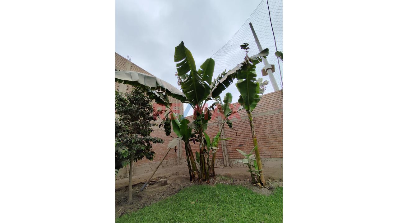 Alquilo Terreno Para Local De 1895M2 En Puente Piedra — foto 5