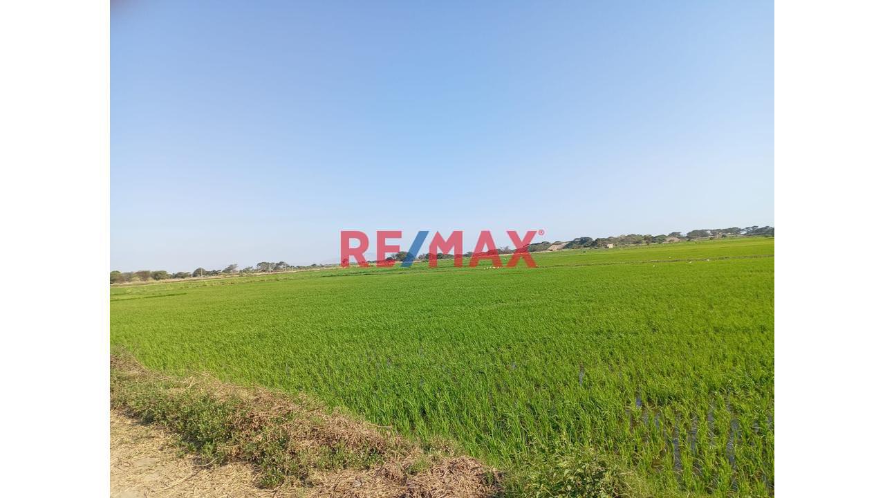 Terreno  Agricola  En Venta  Lambayeque - 3